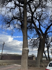 Quercus lobata