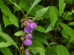 Impatiens rosea