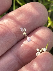 Micranthes californica