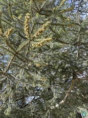 Abies religiosa