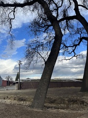 Quercus lobata
