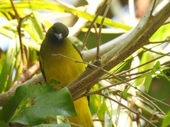 Brachypodius fuscoflavescens