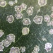 Green Leaf Spots - Photo (c) Malcolm Hodges, some rights reserved (CC BY-NC), uploaded by Malcolm Hodges