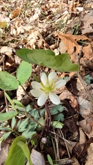 Jeffersonia diphylla
