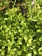 Stellaria parva