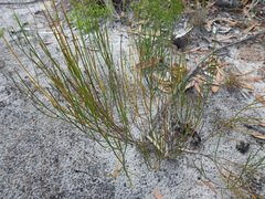 Jacksonia stackhousei