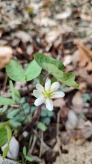 Jeffersonia diphylla