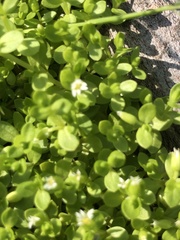 Stellaria parva