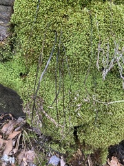 Adiantum pedatum