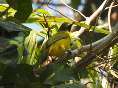 Brachypodius fuscoflavescens