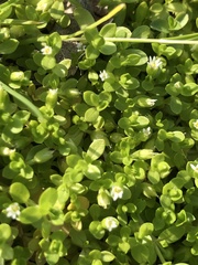 Stellaria parva