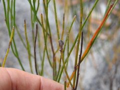 Jacksonia stackhousei