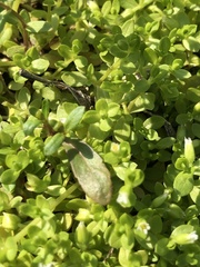 Stellaria parva