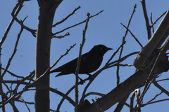 Euphagus cyanocephalus
