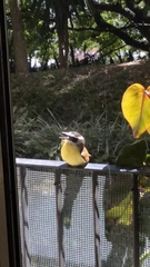 Pitangus sulphuratus