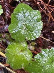 Tolmiea diplomenziesii