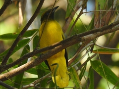 Brachypodius fuscoflavescens