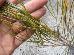 Jacksonia stackhousei