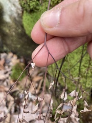 Adiantum pedatum