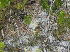 Jacksonia stackhousei