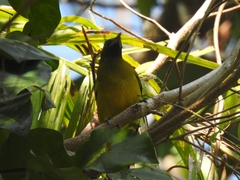 Brachypodius fuscoflavescens