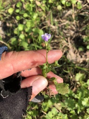 Mazus pumilus