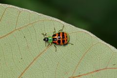 Diabrotica limitata