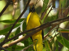 Brachypodius fuscoflavescens