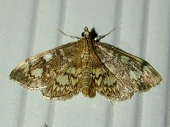 Anania tertialis