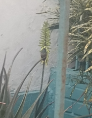 Trochilidae