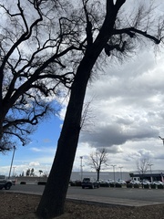Quercus lobata