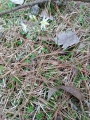Nothoscordum bivalve