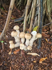 Macrocybe