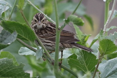 Passerculus sandwichensis