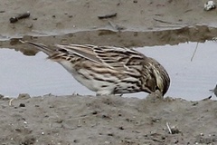 Passerculus sandwichensis