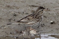 Passerculus sandwichensis