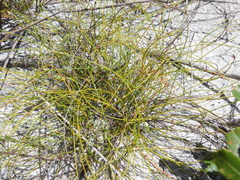 Schoenus ornithopodioides