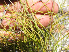 Schoenus ornithopodioides