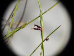 Schoenus ornithopodioides