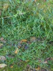 Microstegium vimineum