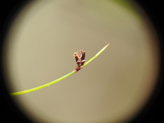 Schoenus ornithopodioides