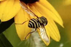 Syrphus rectus