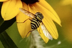 Syrphus rectus