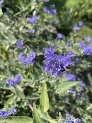 Caryopteris