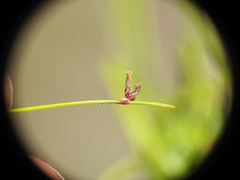 Schoenus ornithopodioides