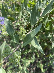 Caryopteris