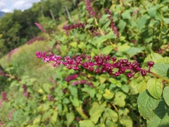 Phytolacca thyrsiflora