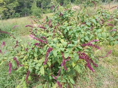 Phytolacca thyrsiflora