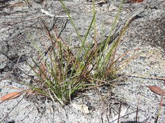 Eremochloa bimaculata