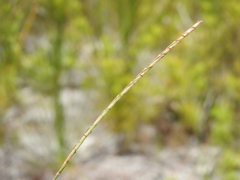 Eremochloa bimaculata